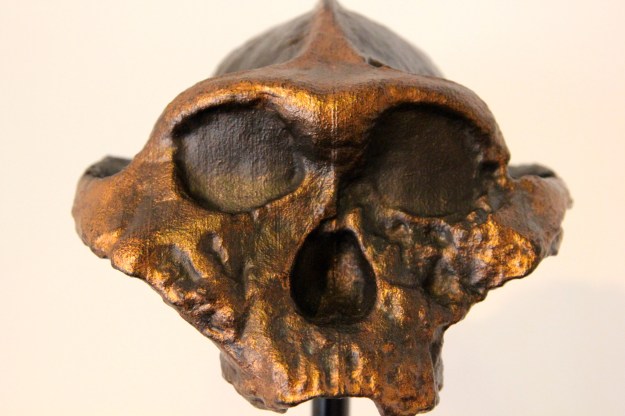 cranium-art-replica-3d-printable